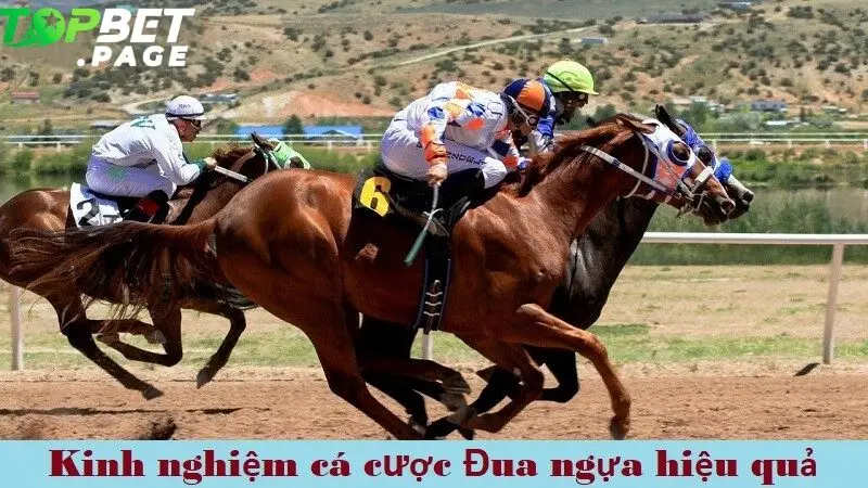 Bí quyết cá cược Đua ngựa hiệu quả là theo dõi lịch sử thi đấu, thời tiết và trọng lượng jockey